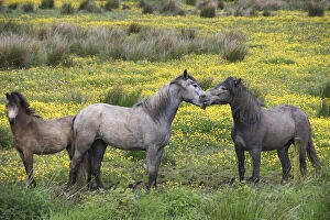 Irish Gallery: In Western Ireland, three horses play in