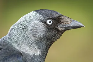 Western Jackdaw - portrait - England, UK. Western Jackdaw - portrait - England, UK Western Jackdaw - portrait - England, UK. Western Jackdaw - portrait - England, UK
