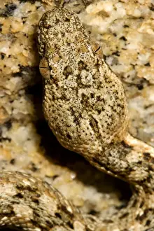 Western Keeled Snake - close up of the head - Namib Desert - Namibia - Africa