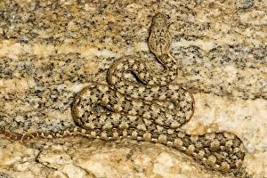 Western Keeled Snake - Close up showing full body lying in wait for prey