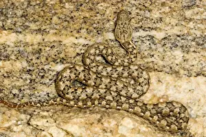 Coiled Prints: Western Keeled Snake - Close up showing full body lying in wait for prey - Namib Desert - Namibia - Africa