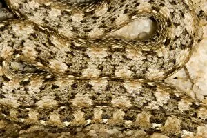 Western Keeled Snake - close up showing the patterning of the scales