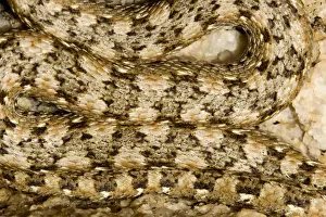 Western Keeled Snake - close up showing the patterning of the scales - Namib Desert - Namibia - Africa