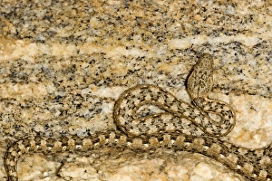 Western Keeled Snake - Close ups of the head and coiled body - depicting its superb camouflage Western Keeled Snake - Close ups of the head and coiled body - depicting its superb camouflage