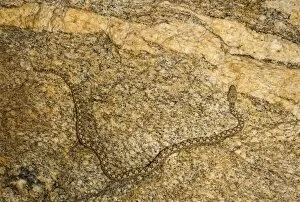 Western Keeled Snake - moving along a vertical rock face
