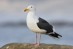 Images Dated 9th January 2007: Western / Kelp Gull