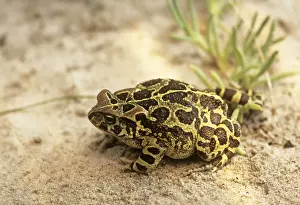 Western Leopard Toad - Also known as: Panther Toad, Cape Toad