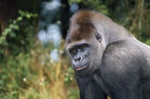 Images Dated 27th September 2007: Western lowland Gorilla