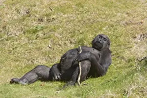 Western Lowland Gorilla - Lying Down Gorilla gorilla gorilla Apenheul, Netherlands MA001583