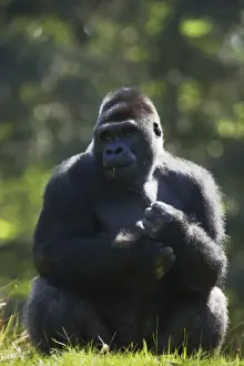 Western Lowland Gorilla - Silverback Male Gorilla gorilla gorilla Apenheul Netherlands MA001553