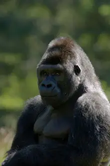 Western Lowland Gorilla - Silverback Male Gorilla gorilla gorilla Apenheul Netherlands MA001569