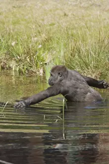 Western Lowland Gorilla - Wading in Water Gorilla gorilla gorilla Apenheul Netherlands MA001573