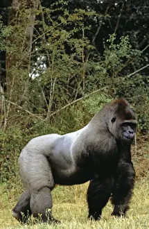 Western Lowland Gorilla WAT 4422 Gorilla g. gorilla © M. Watson / ardea. com