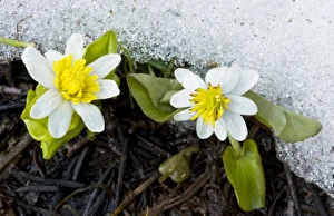 Western Marsh Marigold / White Marsh Marigold - flowering next to melting snow Western Marsh Marigold / White Marsh Marigold - flowering next to melting snow