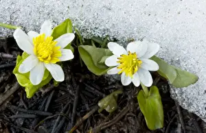 Marigolds Prints: Western Marsh Marigold / White Marsh Marigold (Caltha leptosepala) flowering next to melting snow