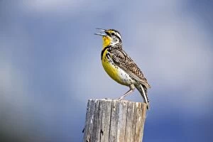 Images Dated 22nd June 2013: Western Meadowlark - on post singing Grand Teton