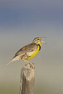 Western Meadowlark - singing - on breeding territory in early summer