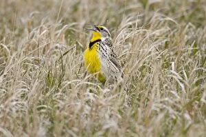 Images Dated 24th April 2011: Western Meadowlark - singing - spring