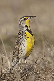 Images Dated 29th November 2010: Western Meadowlark (Strunella neglecta)