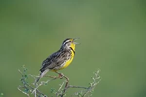Western MEADOWLARK - side view, perched on branch
