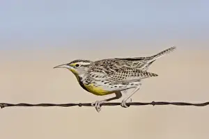 Wire Prints: Western Meadowlark - in winter. Texas Panhandle in February
