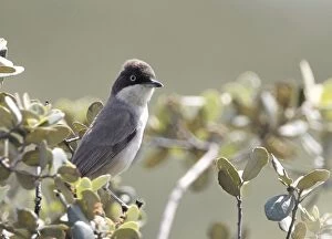 Images Dated 19th April 2007: Western Orphean Warbler - in olive tree - April