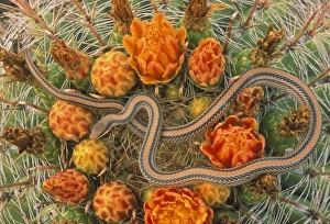 Images Dated 4th November 2008: Western Patch-nosed Snake - on Barrel Cactus - Arizona - USA
