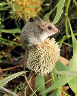 Images Dated 27th September 2005: Western Pygmy Possum - on banksia