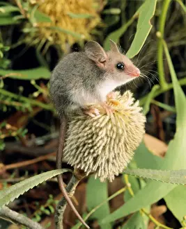 Small Prints: Western Pygmy Possum - on banksia