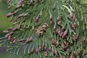 Images Dated 15th April 2007: Western Redcedar - leaf - male blooming