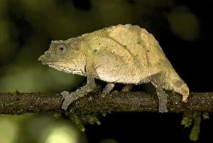 Western Rift Dwarf Chameleon - adult male