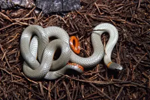 Ring Necked Prints: Western Ring-necked Snake