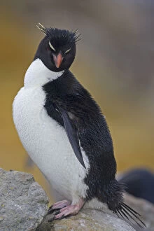 Images Dated 13th August 2010: Western Rockhopper Penguin (Eudyptes chrysocome)