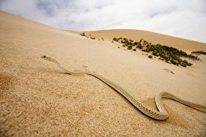 Images Dated 18th March 2009: Western Sand Snake - in the dunes of the Namib