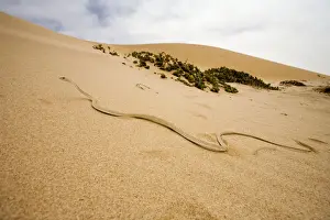 Western Sand Snake - in the dunes of the Namib - Namib Desert - Namibia - Southern Africa