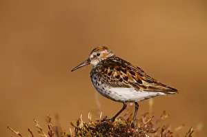 Sandpiper Prints: Western Sandpiper JZ1283 Seward peninusla