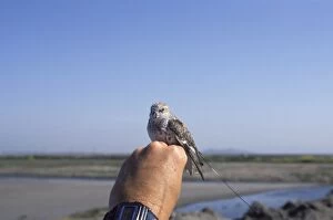 Tagged Gallery: Western Sandpiper - radio tagged and held by researcher