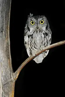 Western Screech Owl