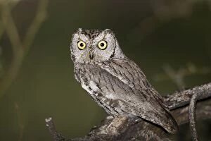 Wild Life Gallery: Western Screech Owl - March