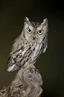 Images Dated 19th March 2010: Western Screech Owl - March - Southeast Arizona - USA