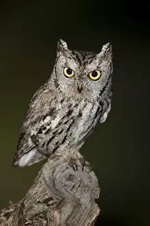 Screech Owl Prints: Western Screech Owl - March - Southeast Arizona - USA