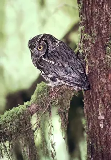 Otus Prints: Western Screech Owl Olympic National Park, Washington state, USA