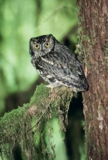 Images Dated 15th August 2006: Western Screech Owl Olympic National Park, Washington state, USA