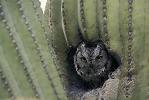 Western Screech-Owl - In Saguaro Cactus