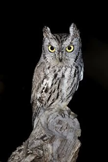 Images Dated 19th March 2010: Western Screech Owl - Southeast Arizona - USA in March