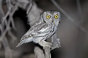 Western Screech Owl - Southeast Arizona - USA in March