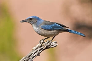 Images Dated 7th May 2013: Western Scrub Jay (Aphelocoma californica)