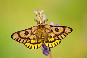 Delicate Prints: Western Sheep Moth - on lupine wildflower in subalpine meadow