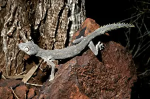 Western Shield / Wellingtons spiny-tailed gecko