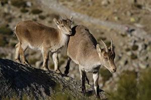 Western Spanish ibex - female and juvenile on rocks